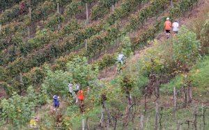 Na Wine Run os participantes correrão em meio aos parreirais (Foto: divulgação Wine Run)