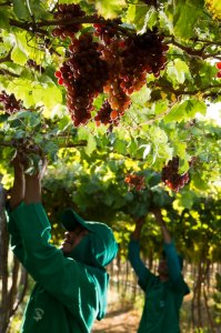 Uvas do vale são fonte de juventude (Foto:Rio Sol/Divulgação)