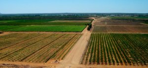 A prova tem seu percurso em solo de terra batida pelas fazendas de plantação de uva (Foto: Divulgação Wine Run)